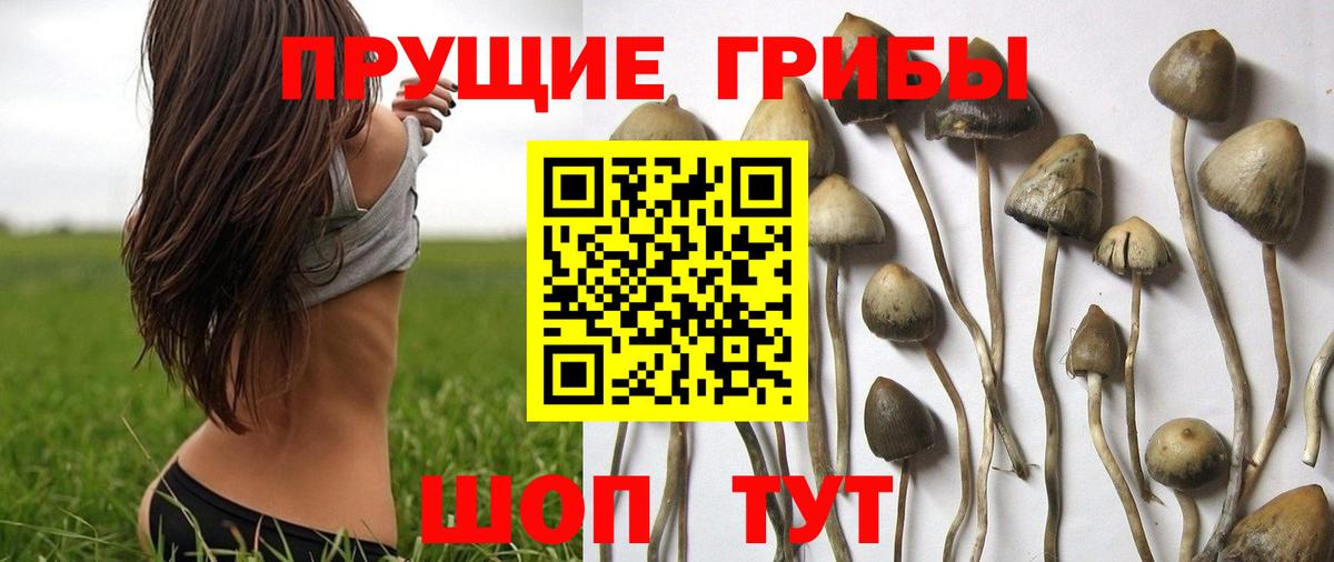 Псилоцибиновые грибы Psilocybe Семёнов